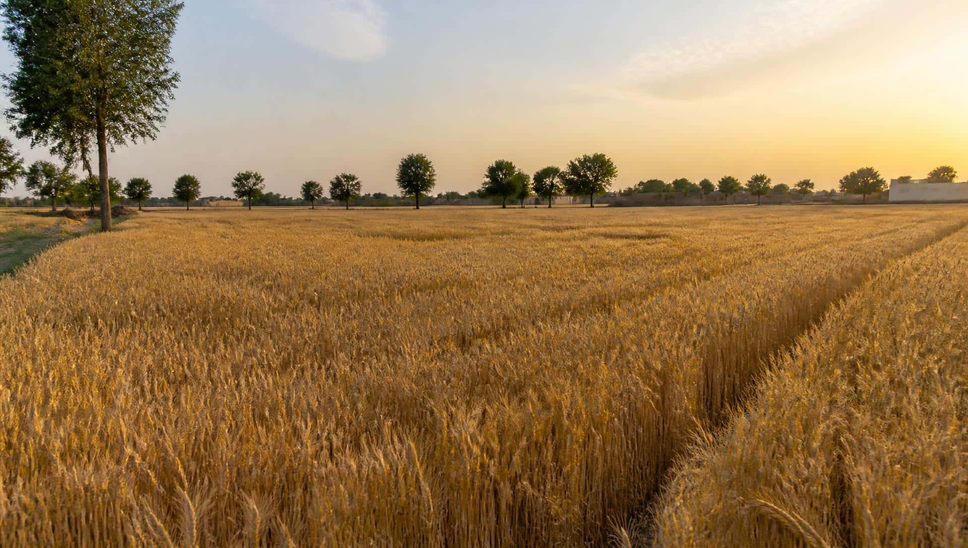 Wheat field ready for harvest in rural Pakistan